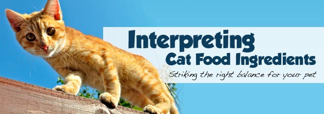 How do you choose the right cat food for your pet?