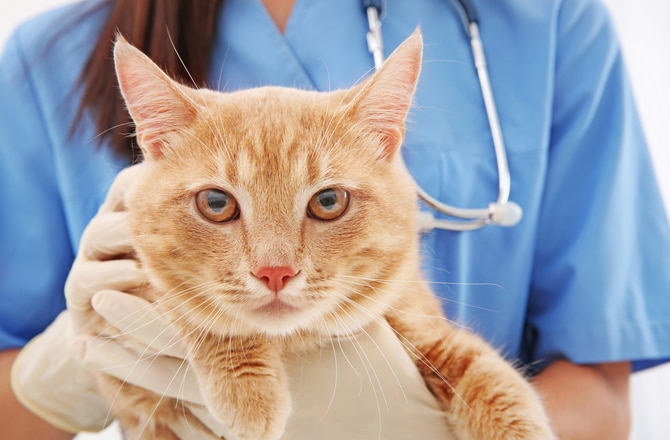 7 Common Cat Allergies petMD