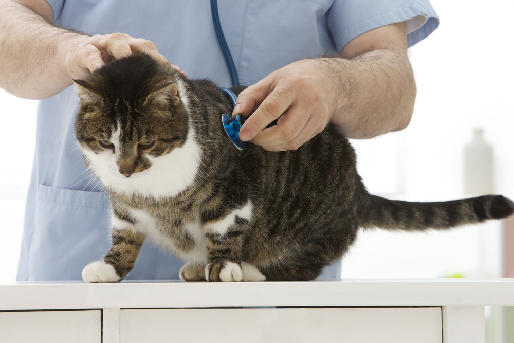 Shoulder Joint Ligament and Tendon Conditions in Cats | petMD