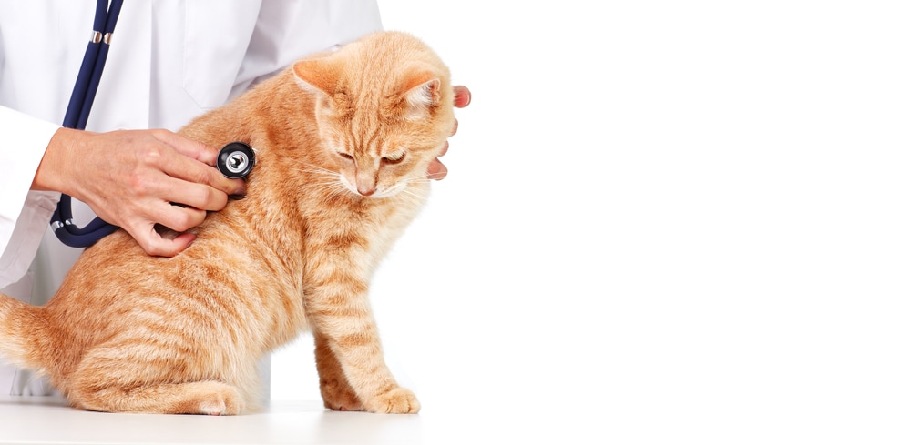 Paralysisinducing Spinal Cord Disease in Cats petMD