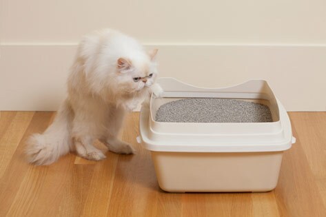 cat litter box