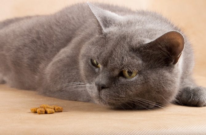 Is It Dangerous for Cats to Go Without Food? Why Cat Won’t Eat petMD