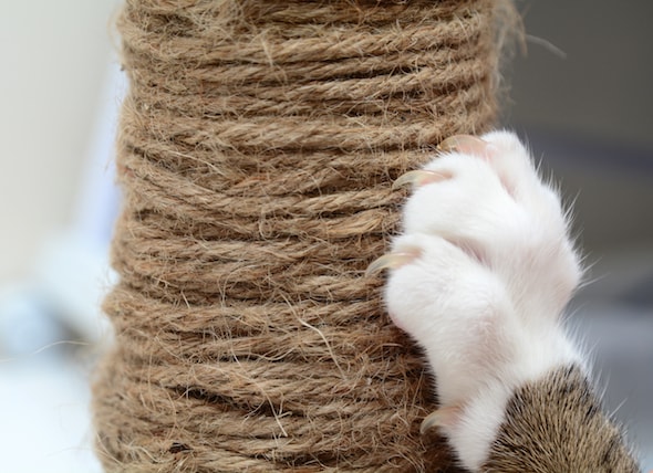 how to keep a cat from scratching furniture | petmd