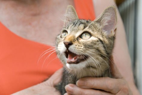 cat, kitten