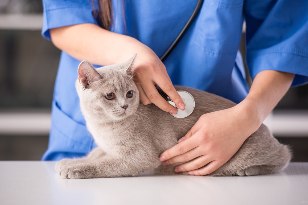 What are signs of kidney failure in cats?