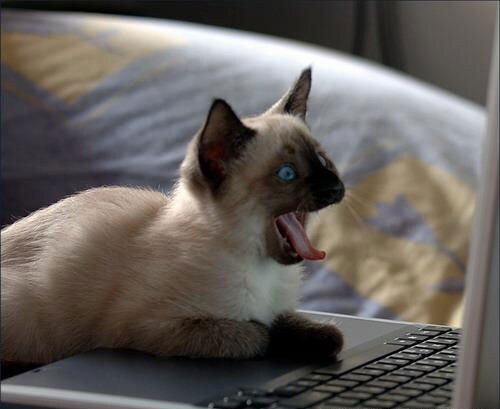 cat on computer 