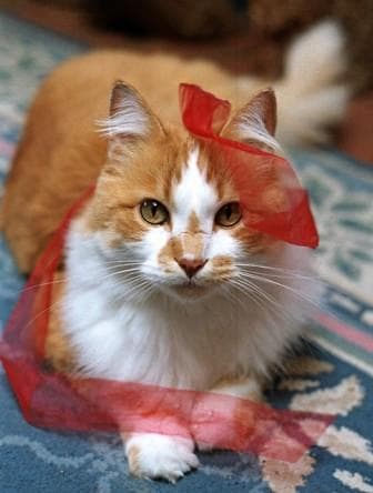 red ribbon cat, aids, hiv positive pet owners, aids and hiv awareness, ornage cat
