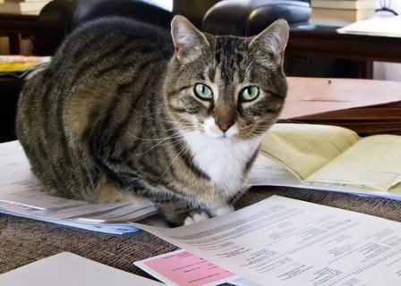 tax cat, tax breaks for cats, cat rescue, cat charity
