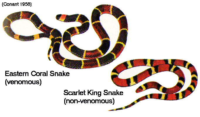 http://www.petmd.com/sites/default/files/coral_snake_0.gif
