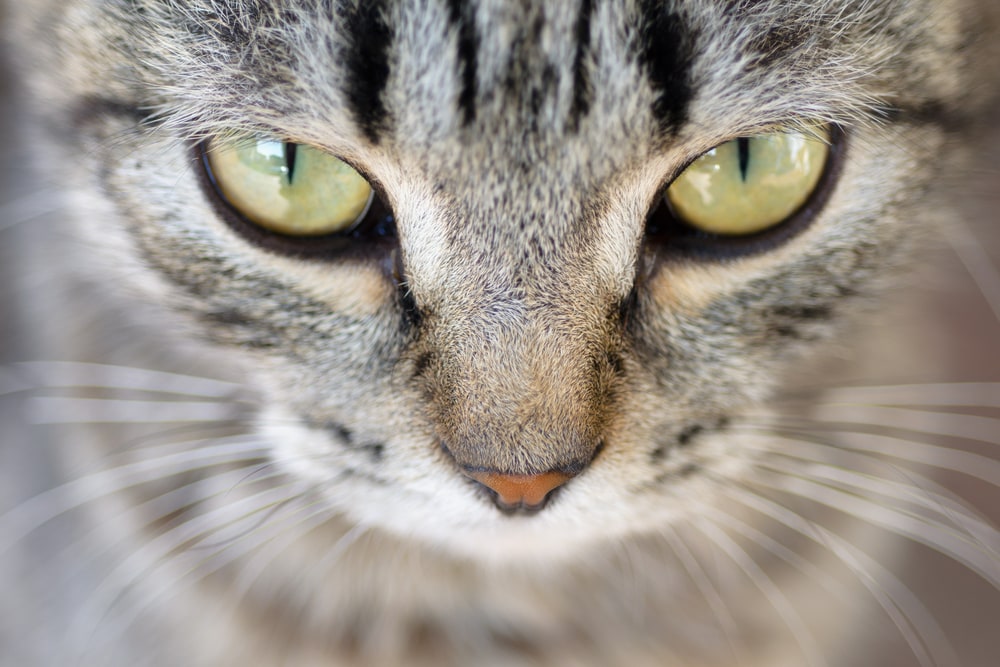 Eye Disease in Cats Corneal Ulcers in Cats Ulcerative Keratitis petMD
