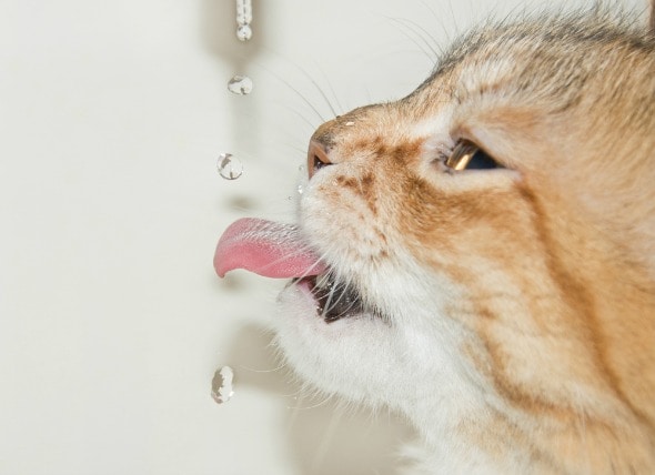 Diabetes with Ketone Bodies in Cats petMD