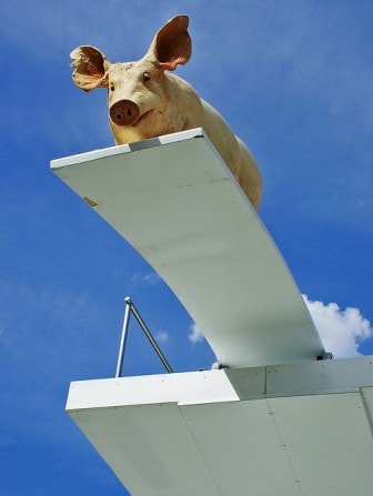 pig diving, pig on diving board, taking the leap, pig jumping scared pig