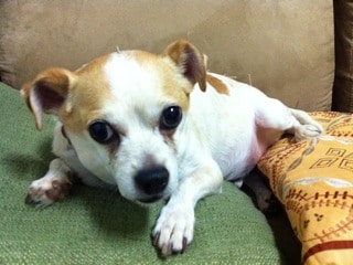 little tan and white dog, dogs with cancer, small dog