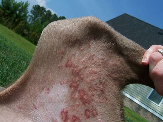 dog flea bites on human #10
