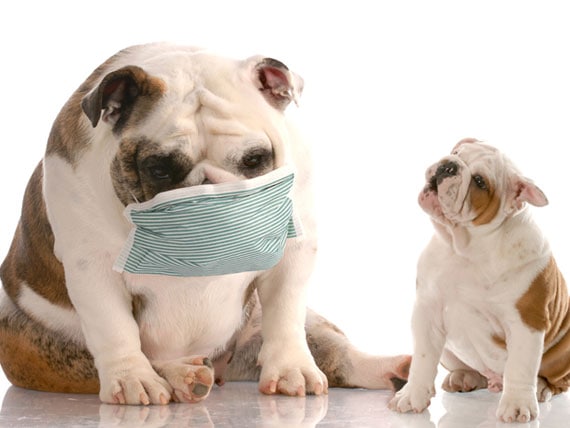 Can Dogs Get the Flu? petMD