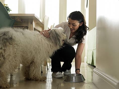 Feeding the Dog with Kidney Disease | petMD
