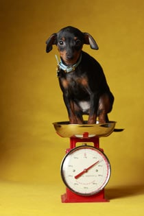overweight dog scale