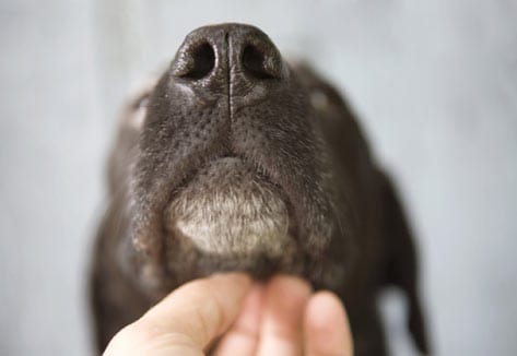 dog, scratch