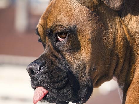 What are the symptoms of concussions in dogs?
