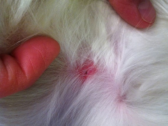 What are good home tick bite treatments for dogs?