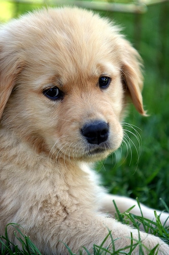 puppy names, cute puppy, retriever puppy, puppy in grass, unusual pet names, creative pet names, naming pets after celebrities