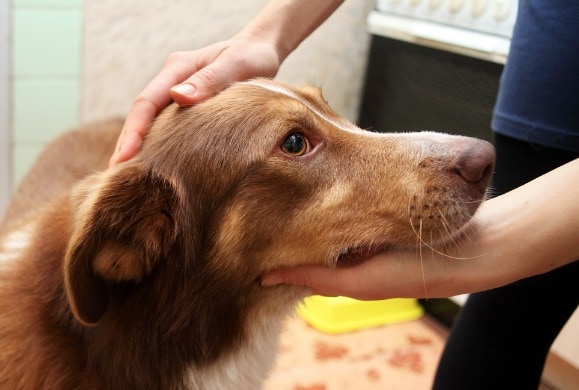Signs of Epilepsy in Dogs | petMD
