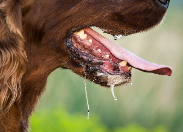 Why would a dog suddenly start drooling or salivating excessively?