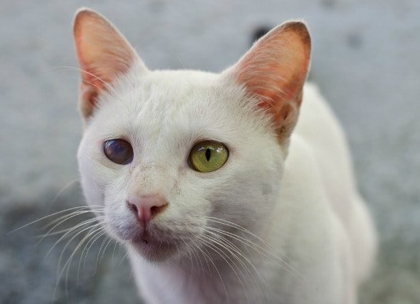 Eye Injuries in Cats petMD