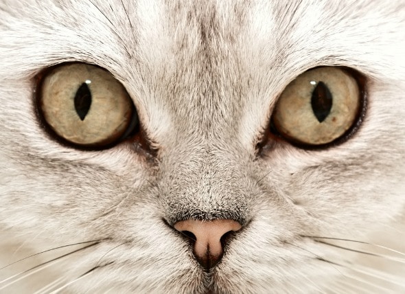 Eyelid Protrusion ('Cherry Eye') in Cats petMD