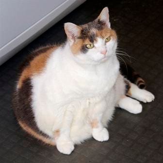 fat cat, cat adoption, shelter cats, calico cat