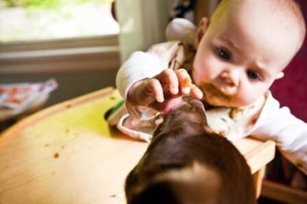 baby feeding dog, fat dogs, new baby, baby and dog, kids and dogs