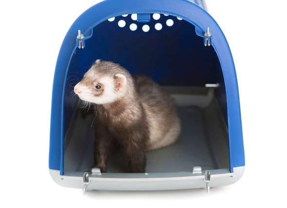 Sudden Weight Loss In Ferrets On Steroids