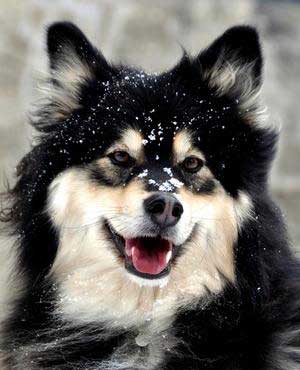 finnish lapphund, akc new breed; photo source: finnishlapphund.ca