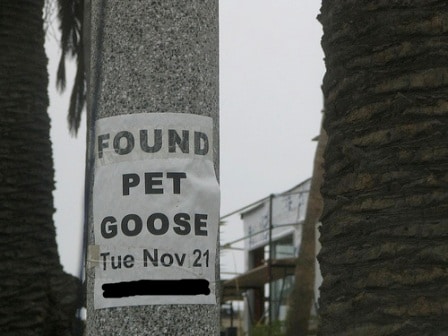 found pet, lost pet, lost goose, looking for owner of lost pet, flyer for lost pet, lost pet sign