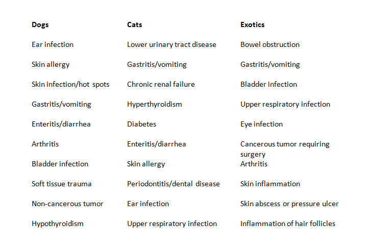 top pet health insurance claims, pet health, pet insurance