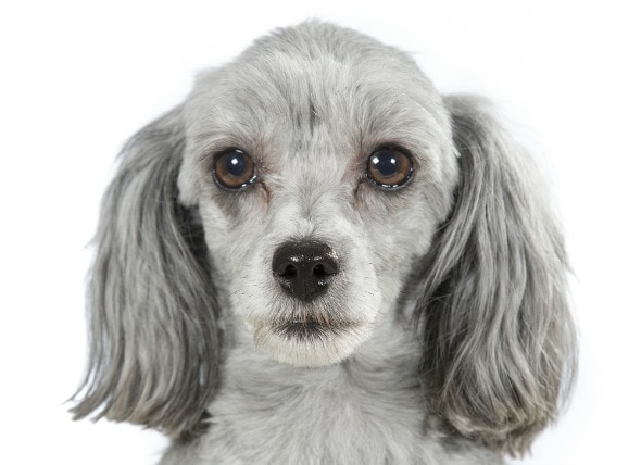 Can a diabetic dog become blind?