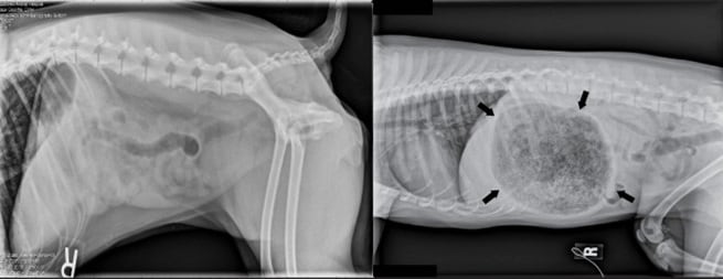 dog xray, foreign body ingestion, glue swallowed, glue in stomach