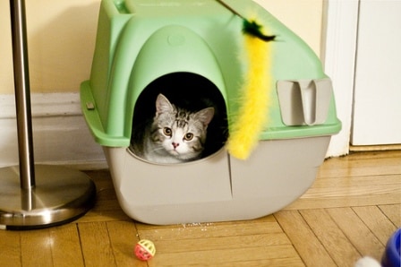 cat in litter box, covered litter box, toys for cat, urinary conditions in cats, urinary issues in cats, cleaning litter box, urinary diseases