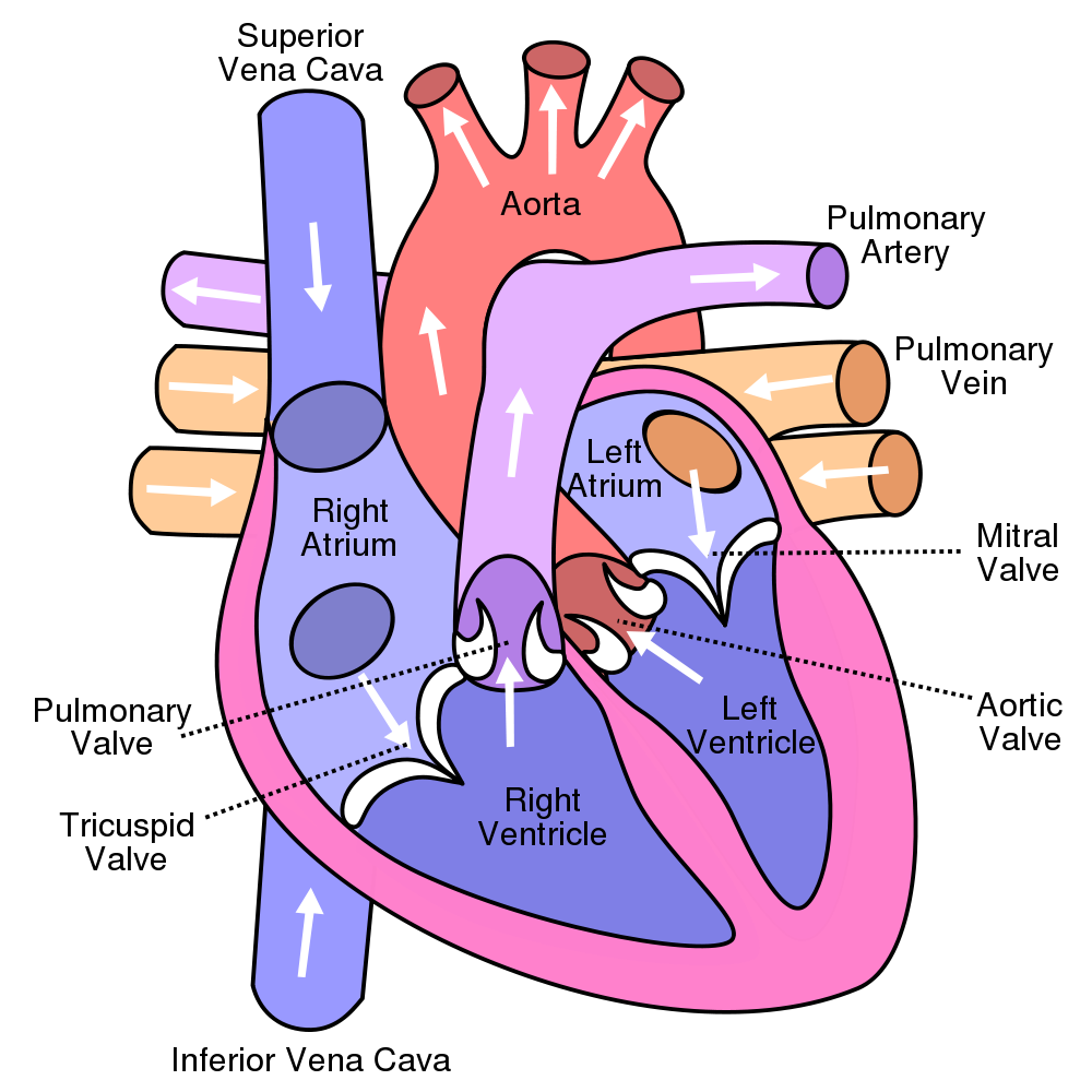 heart diagram, heart disease in cat