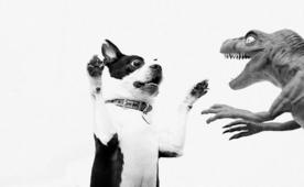 Boston Terriers