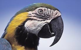 Questions? Ask petMD has answers.