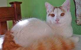 Turkish Van