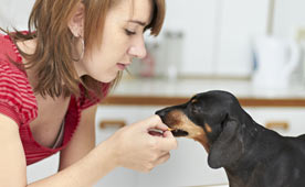 Best Ways to Give Your Dog Pills