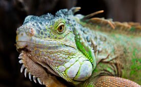 Rodent Bites in Reptiles