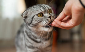 Does Your Cat Need Supplements?