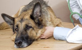 Is Marijuana Dangerous for Dogs?