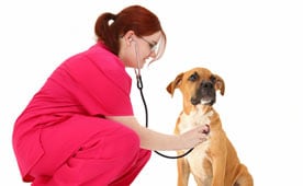 Stories from Vet School