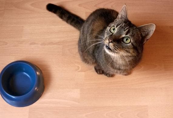 Fat Cats And Starving Dogs