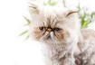 #2 Peke-Faced