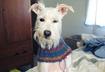 Five Winter Essentials for Short Haired Dogs
